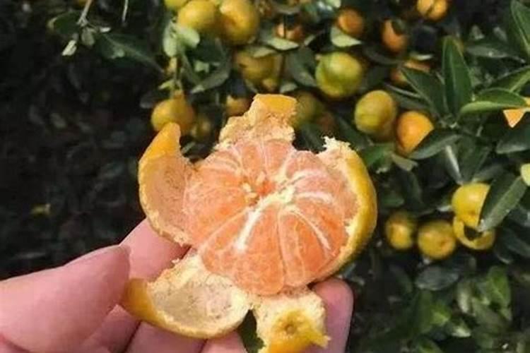 牡丹花怎么施肥,牡丹花施肥注意事项