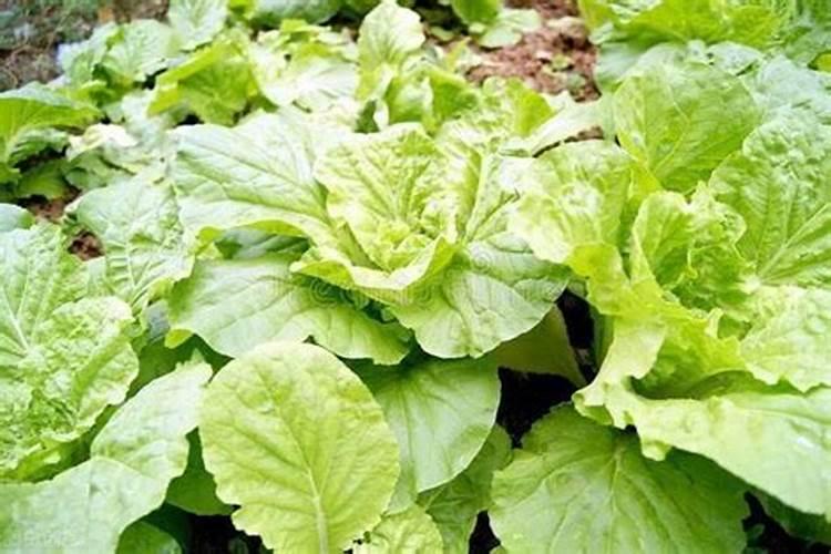 白菜怎么炖好吃又简单