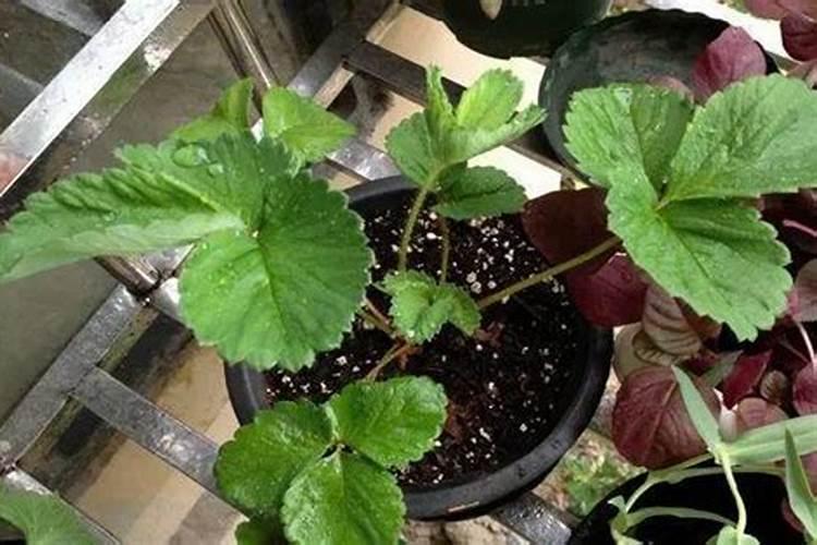 种豆角用什么肥料好