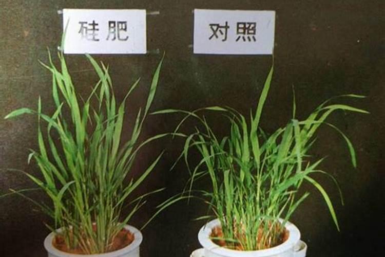 硅对植物生长的效果,如何正确施用硅肥