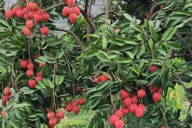 荔枝控梢促花最佳药物配合