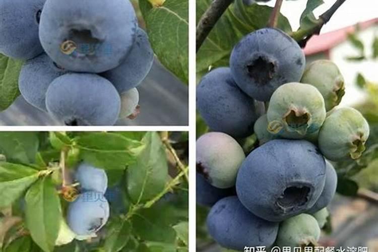 高钾肥料的配方具体是如何搭配的？