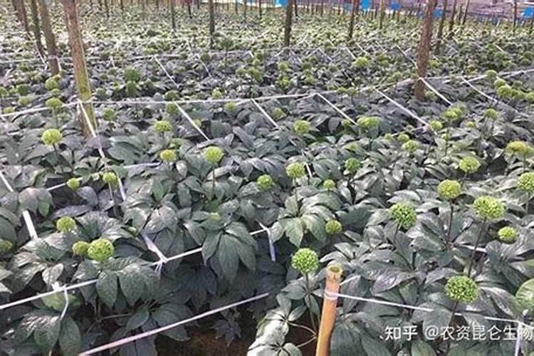 养牡丹花的禁忌