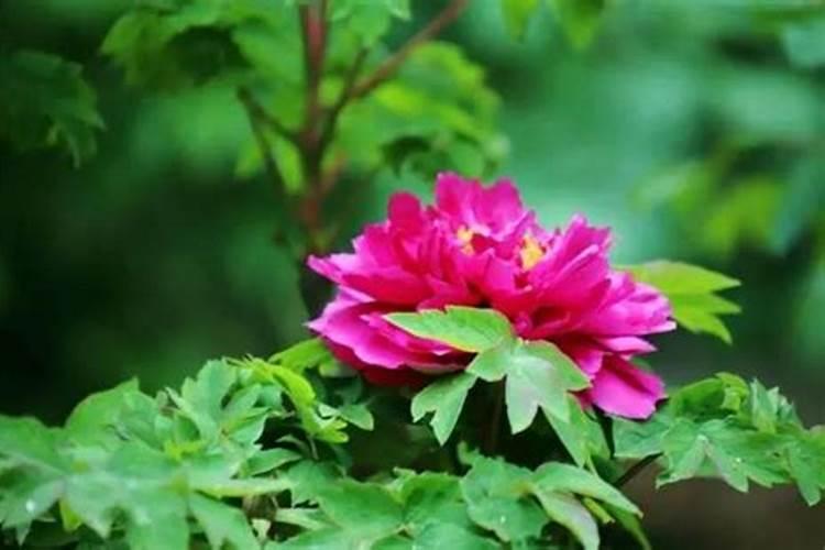 牡丹花能直接喷施叶面肥吗