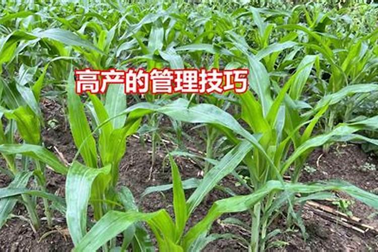 玉米结苞了还需要施肥吗