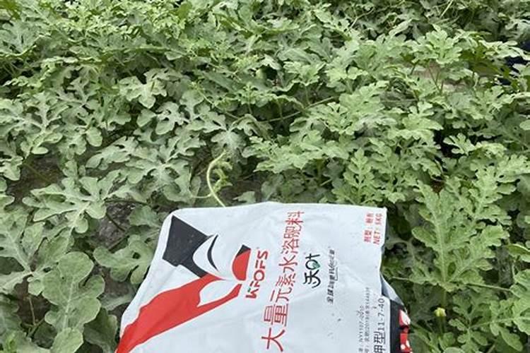 黄瓜苗期用什么水溶肥？
