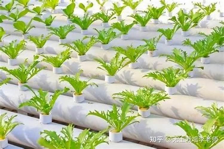 草莓无土栽培方法 无土栽培技术及注意事项