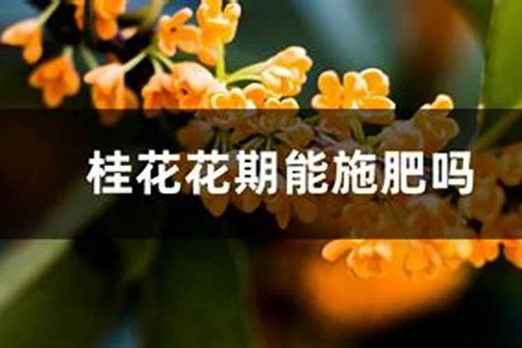 花生果腐病用什么药防治