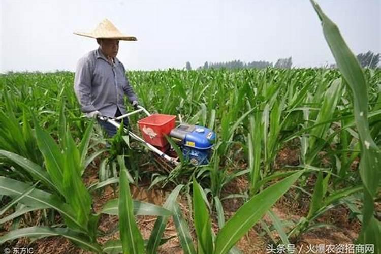 玉米追肥上什么肥料好