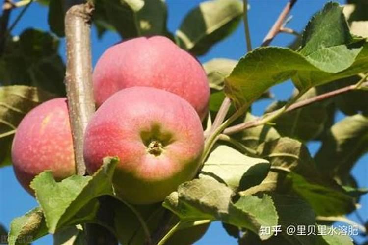 果树三个施肥最佳时间