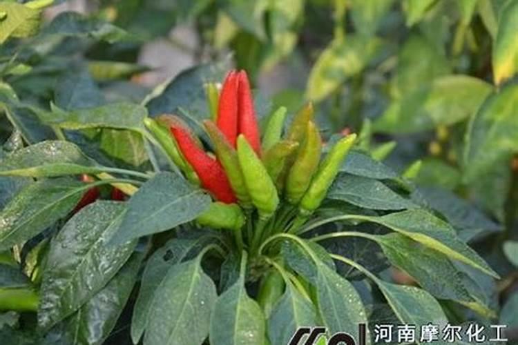 国光红白绿怎么使用