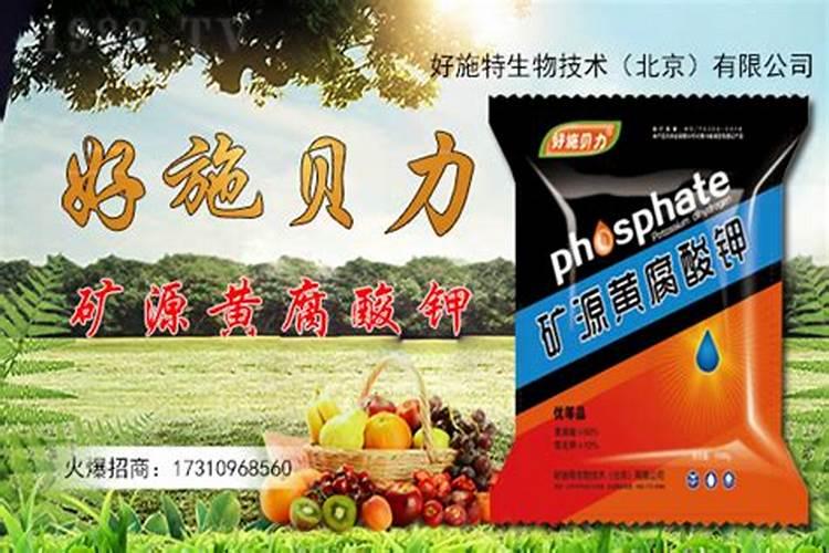 茵陈蒿和青蒿有什么区别？