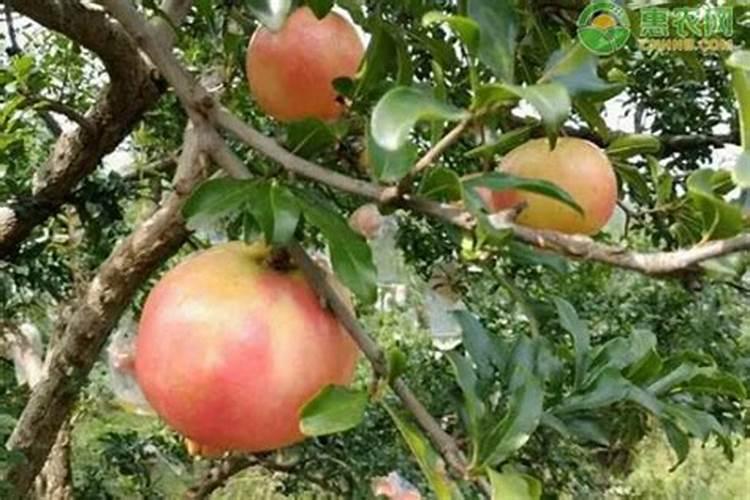 大葱追肥什么肥料最好