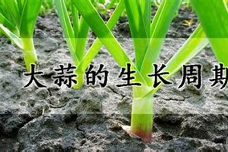 大蒜用啥肥料追肥最好