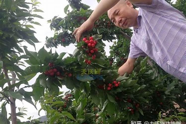 藤本月季什么时候施肥 藤本月季的施肥时间