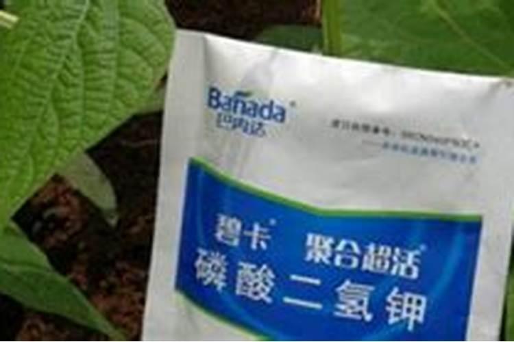 为什么豆角不能用磷酸二氢钾,附豆角的种类