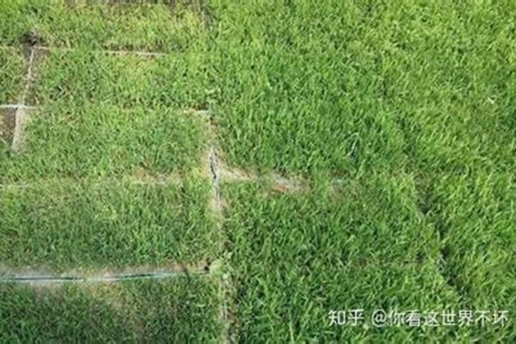 茶花、杜鹃花、栀子花适合浇什么肥料