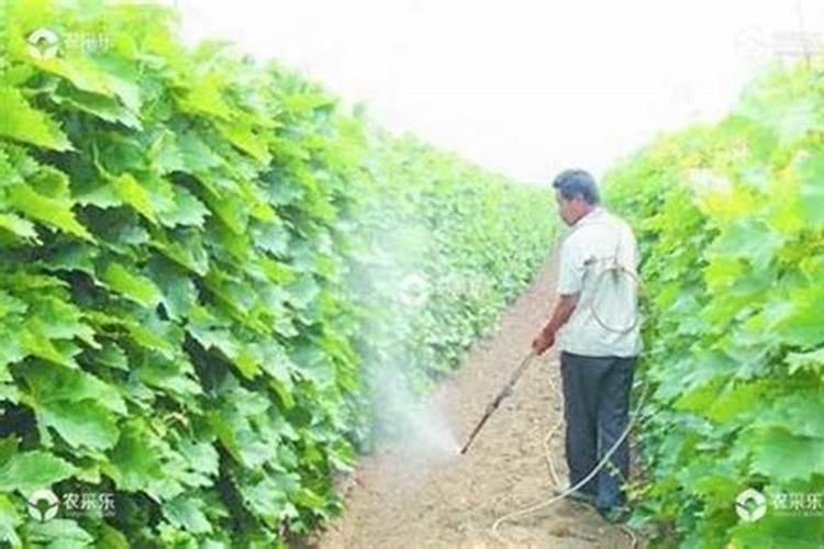 葡萄施肥用什么肥料 用什么肥料长得快