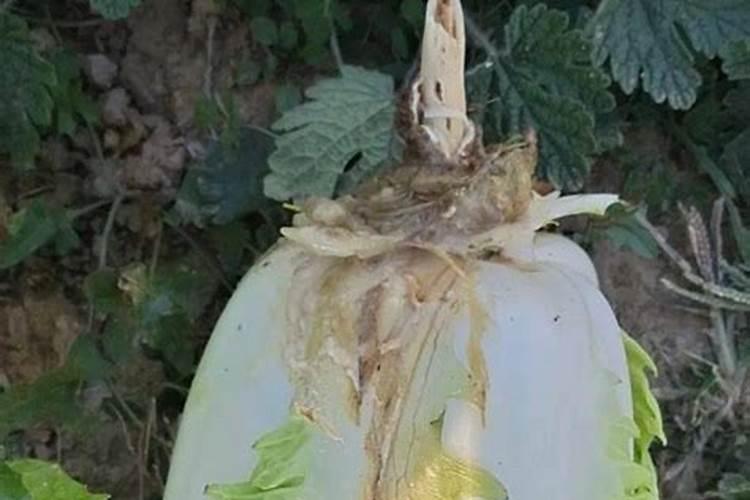 茶花施什么肥最好