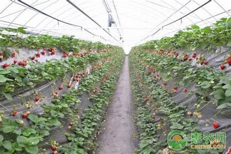 茶花长芽如何施肥