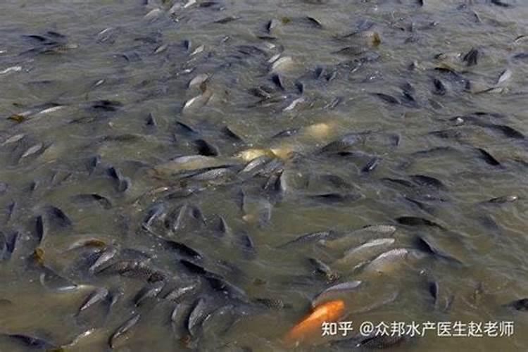 氨氮超标的处理方法