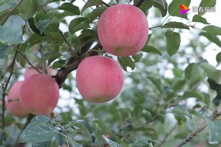 芒果膨大的方法是什么？需要给芒果打叶面肥吗？
