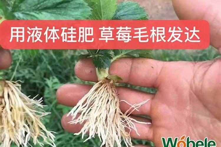 草莓大棚如何管理和用药