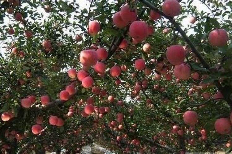 水果增加甜度施什么肥料