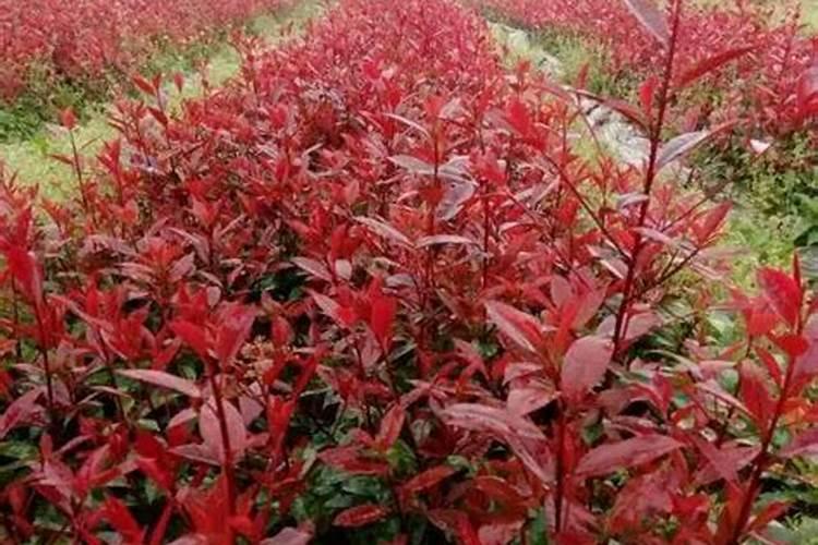 草莓盛花期为什么不能施肥？