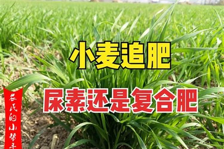 种麦用尿素磷肥好吗