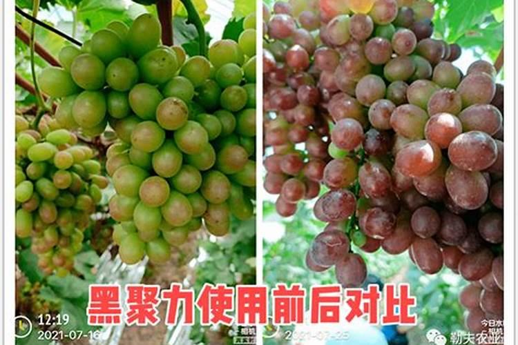 桂花树施什么肥好