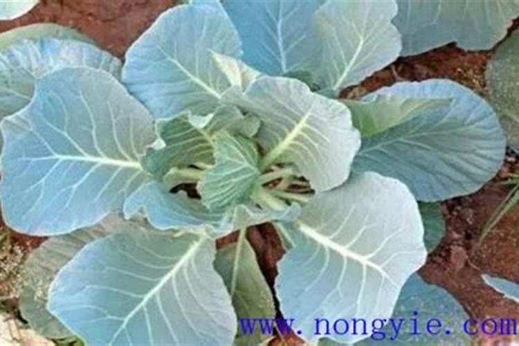 豆瓣青花的养殖方法