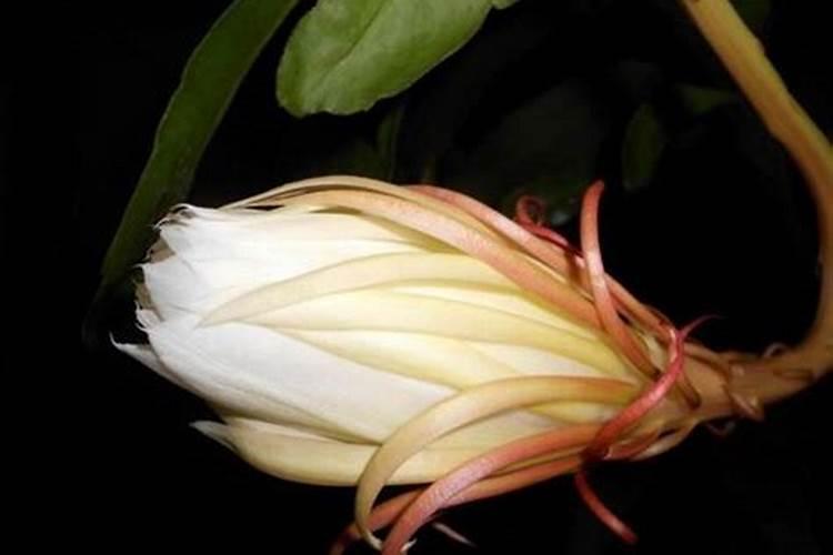 昙花叶面肥怎么施