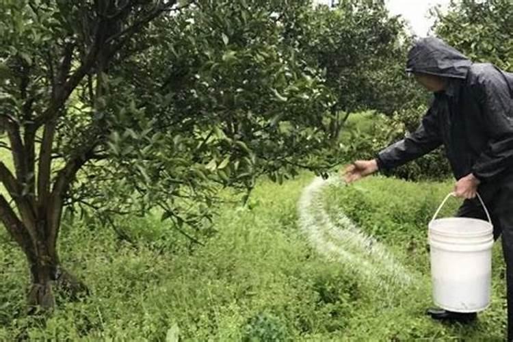 花椒籽怎么种发芽最快