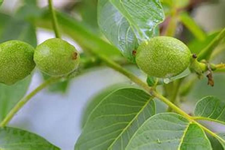 九叶青花椒醒苞方法