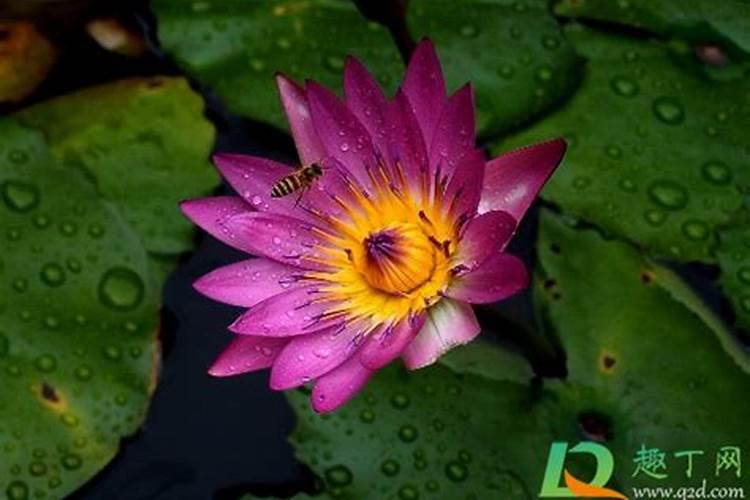 花椒是种调味品,种植花椒树要有花椒苗,繁育花椒苗的方法是什么呢？