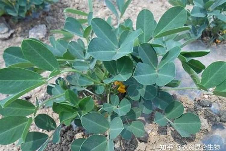 花生喷施钙肥最佳时间 什么时候使用合适