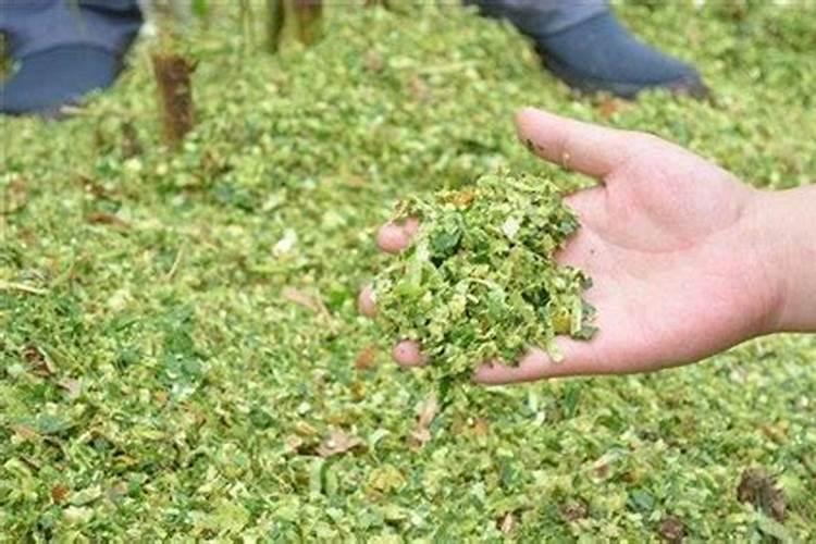 玉米杆烧制的灰该如何给树桩盆景施肥？