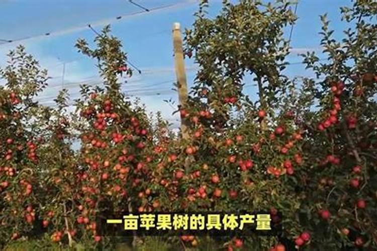 苹果怎样施肥