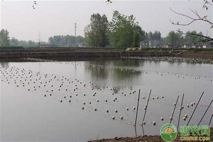 盆栽蓝莓在北方怎么过冬