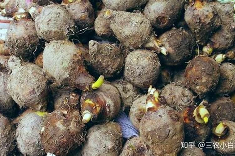大蒜生长需要什么肥料