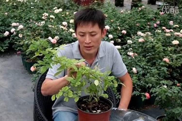 种芹菜用什么肥料
