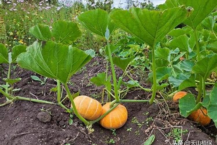 苹果树用什么肥料进行追肥