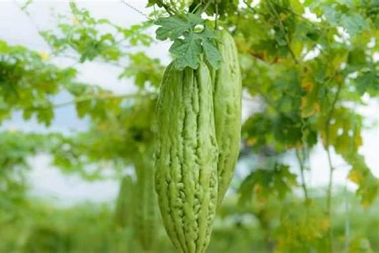 蔬菜如何种植增加口感