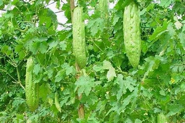 苦瓜怎么种植和管理