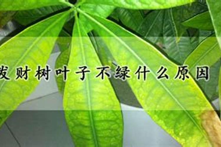 什么肥使叶子绿油油什么肥料可以使叶子变绿