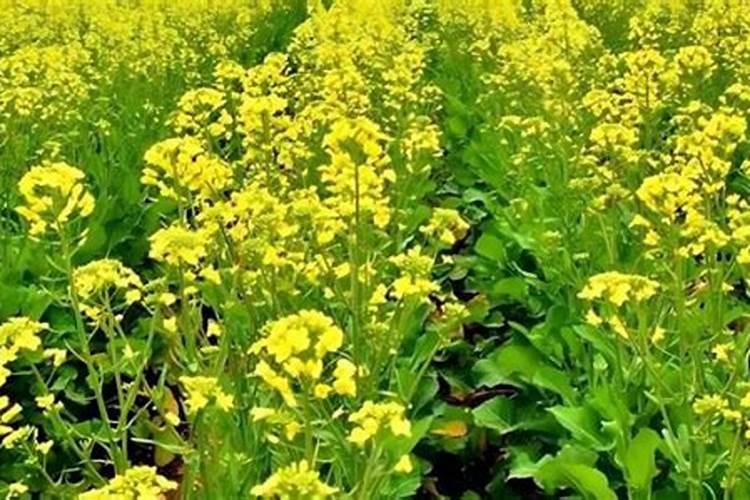 油菜籽一亩用多少化肥花卉百科