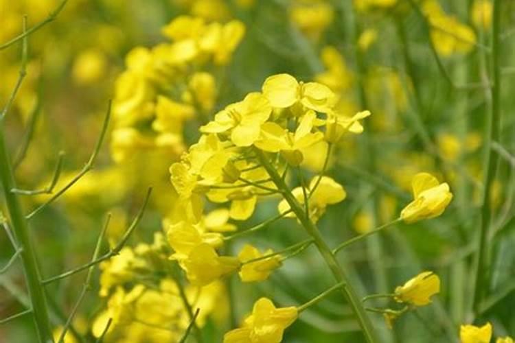 油菜移栽后怎样施肥