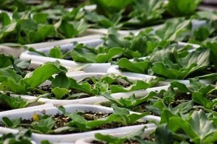 水稻分蘖期是什么时候？水稻分蘖期施什么肥好