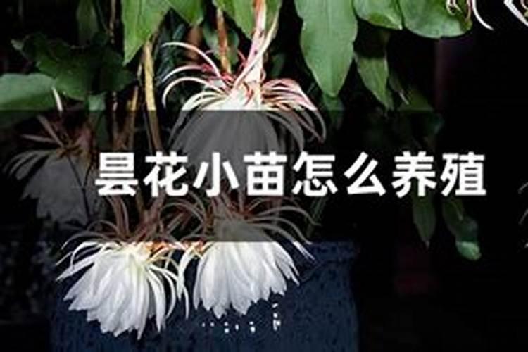昙花施肥用什么肥料,长花蕾的时候可以施肥吗